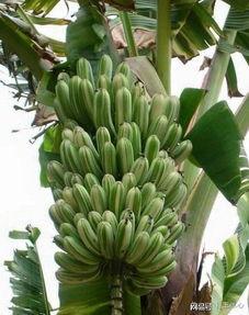 国产成人大香蕉,探索国产成人影视的崛起与魅力  第3张